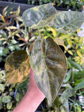 Load image into Gallery viewer, Alocasia Wentii Aurea variegated 2.5" pot, Fedex 2day*
