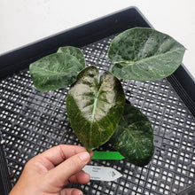 Load image into Gallery viewer, Alocasia Wentii, Exact Plant Variegated Ships Nationwide
