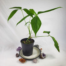 Load image into Gallery viewer, Anthurium Clavigerum , Exact Plant
