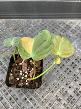 Load image into Gallery viewer, Philodendron Hederaceum Micans Aurea, Exact Plant Variegated Ships Nationwide
