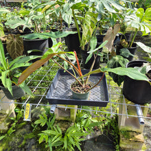 Load image into Gallery viewer, Philodendron Mexicanum, Exact Plant Ships Nationwide
