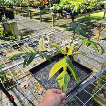 Load image into Gallery viewer, Philodendron Florida Beauty, Exact Plant Variegated
