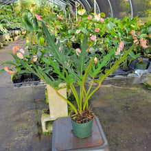 Load image into Gallery viewer, Philodendron Orchid Jungle, Exact Plant Ships Nationwide
