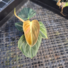 Load image into Gallery viewer, Philodendron Melanochrysum, Exact Plant Variegated Ships Nationwide
