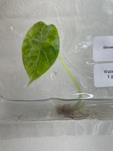 Load image into Gallery viewer, Alocasia Watsoniana Albo / Pink variegated tissue culture 2DayAir
