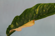 Load image into Gallery viewer, Variegated Philodendron Ring of Fire Exact Plant
