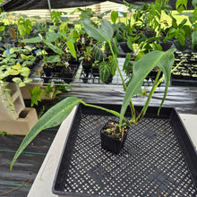 Load image into Gallery viewer, Monstera Burle Marx Flame exact plant, Fedex 2day*
