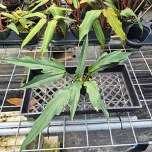 Load image into Gallery viewer, Philodendron Orchid Jungle, Exact Plant Ships Nationwide
