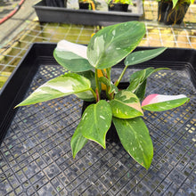 Load image into Gallery viewer, Philodendron White Princess, Exact Plant Variegated
