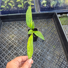 Load image into Gallery viewer, Anthurium Vittarifolium , Exact Plant Variegated Ships Nationwide
