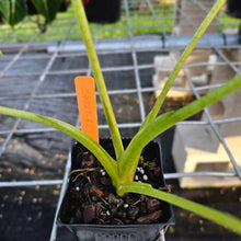 Load image into Gallery viewer, Alocasia Frydek, Exact Plant Variegated Ships Nationwide
