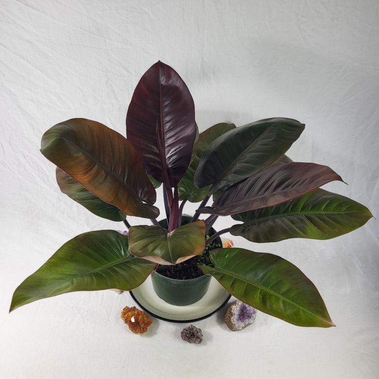 Philodendron Black Cardinal, Exact Plant X-Large