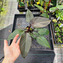 Load image into Gallery viewer, Philodendron Royal Queen, Exact Plant Ships Nationwide
