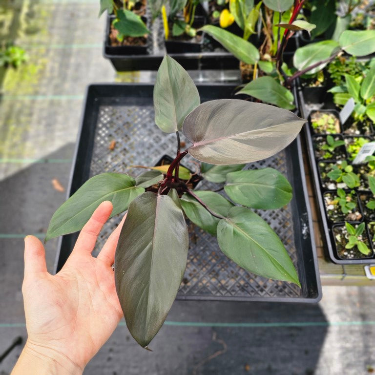 Philodendron Royal Queen, Exact Plant Ships Nationwide