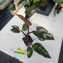Load image into Gallery viewer, Philodendron Red Anderson, Exact Plant Ships Nationwide
