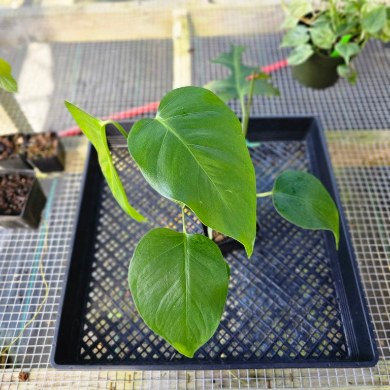 Monstera Sierrana Hawaii Clone, Exact Plant Ships Nationwide