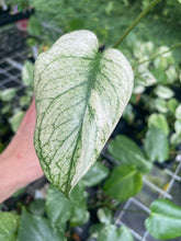 Load image into Gallery viewer, Monstera Deliciosa White Monster Variegated 2.5" Pot, Fedex 2 day*
