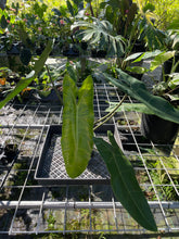 Load image into Gallery viewer, Philodendron Maximum exact plant, Fedex 2day*
