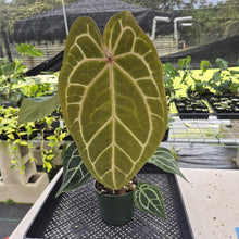 Load image into Gallery viewer, Anthurium Red Crystallinum Doc Block exact plant, Fedex 2day
