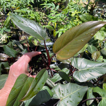 Load image into Gallery viewer, Philodendron Dark Lord 2.5" pot, Fedex 2day*
