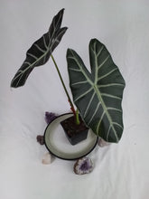 Load image into Gallery viewer, Alocasia Grandis, Exact Plant
