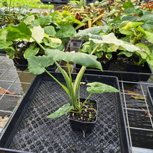 Load image into Gallery viewer, Alocasia Odora, Okinawa Silver, Exact Plant Variegated Ships Nationwide
