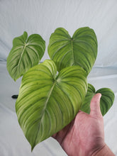 Load image into Gallery viewer, Pastazanum, exact plant, Philodendron, ships nationwide
