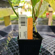 Load image into Gallery viewer, Philodendron Ilsemanii, Exact Plant Variegated Ships Nationwide
