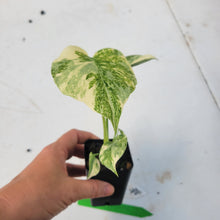 Load image into Gallery viewer, Monstera deliciosa green snow, Exact Plant Ships Nationwide
