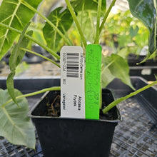 Load image into Gallery viewer, Alocasia Frydek, Exact Plant Variegated Ships Nationwide
