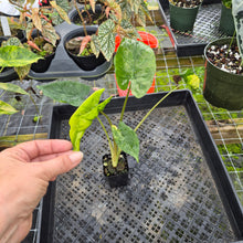 Load image into Gallery viewer, Alocasia Macrorrhiza Schock Treatment, Exact Plant Variegated Ships Nationwide
