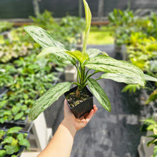 Load image into Gallery viewer, Aglaonema Ice Queen, Silver Queen, Exact Plant Variegated Ships Nationwide
