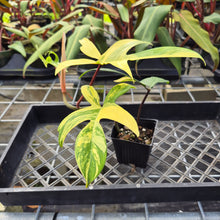 Load image into Gallery viewer, Philodendron Florida Beauty, Exact Plant Variegated Ships Nationwide
