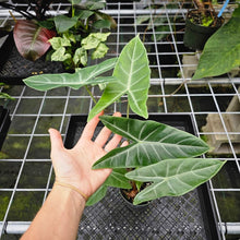 Load image into Gallery viewer, Alocasia Longiloba, Lowii, Argyreia, Exact Plant
