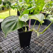 Load image into Gallery viewer, Philodendron Hederaceum, Heart Leaf, Exact Plant Variegated Ships Nationwide
