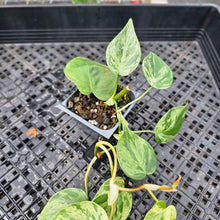 Load image into Gallery viewer, Philodendron Hederaceum, Heart Leaf, Exact Plant Variegated Ships Nationwide
