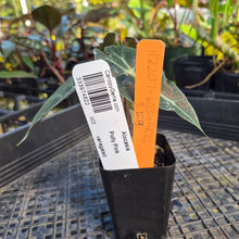 Load image into Gallery viewer, Alocasia polly pink variegated, Exact Plant Ships Nationwide.
