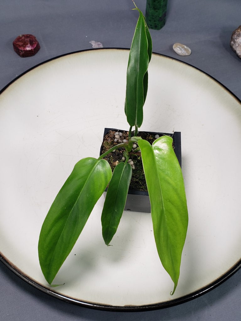 Philodendron 69686 2.5
