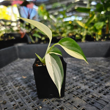 Load image into Gallery viewer, Scindapsus Blue Albo, Exact Plant Variegated Ships Nationwide
