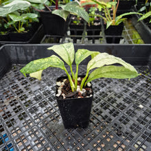Load image into Gallery viewer, Rhaphidophora Puberula, Exact Plant Variegated Ships Nationwide
