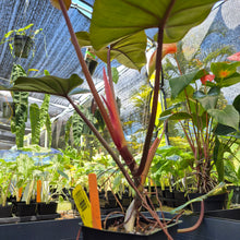 Load image into Gallery viewer, Philodendron Dark Lord, Exact Plant Ships Nationwide
