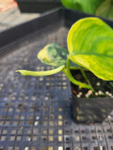 Load image into Gallery viewer, Scindapsus Jade Satin Aurea, Exact Plant Variegated Ships Nationwide
