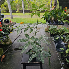 Load image into Gallery viewer, Pachira Aquatica Money Tree, Exact Plant Variegated Ships Nationwide
