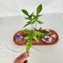 Load image into Gallery viewer, Philodendron Quercifolium x Pedatum 2.5&quot; Pot, Fedex 2 day*
