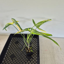 Load image into Gallery viewer, Philodendron Holtonianum Variegated exact plant, Fedex 2day*
