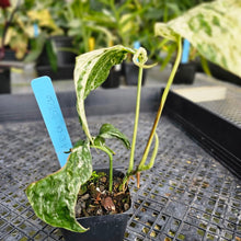 Load image into Gallery viewer, Amydrium Medium, Exact Plant Variegated Ships Nationwide
