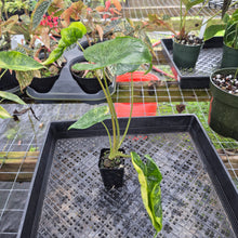 Load image into Gallery viewer, Alocasia Macrorrhiza Schock Treatment, Exact Plant Variegated Ships Nationwide

