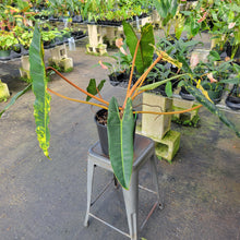 Load image into Gallery viewer, Philodendron Billietiae, Exact Plant Ships Nationwide
