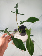 Load image into Gallery viewer, Joepii, Exact Plant, Philodendron
