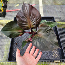 Load image into Gallery viewer, Philodendron Red Heart, Exact Plant Ships Nationwide
